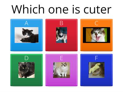 Cats Quiz