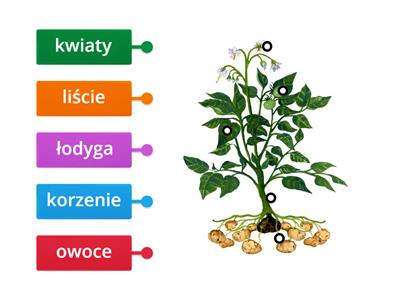 Biologia Roliny okrytonasienne - Materiay dydaktyczne