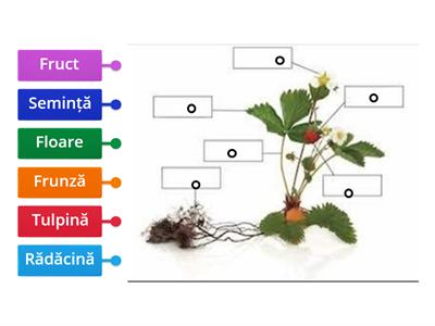 Alcatuirea unei plante