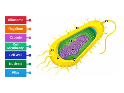 Bacteria Cell