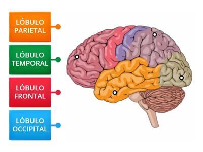 Lóbulos del cerebro