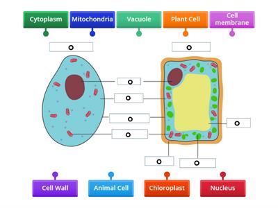 Animal cell diagram - Teaching resources