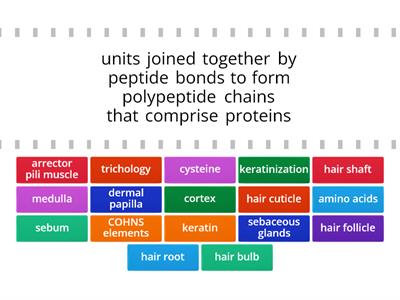 Cosmetology Chapter 11 - Vocab 1