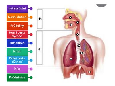 Dýchací soustava 5. ročník