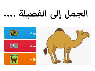  الجمل يتحدى الصحراء 1