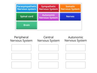 Nervous Systems (what's with what)