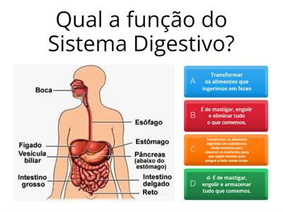  Sistema Digestivo