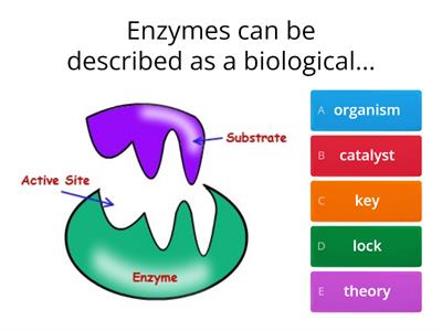 B1 Topic 2 Enzymes