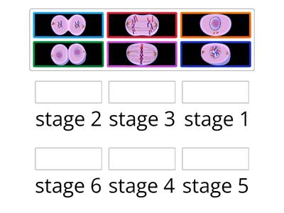 Mitosis - arrange stages in correct order