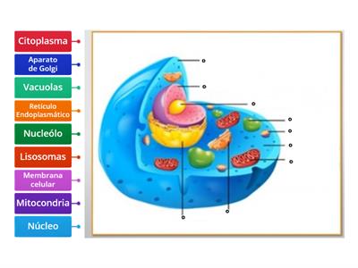 Estructura de la Célula