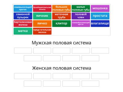 Мужская половая система