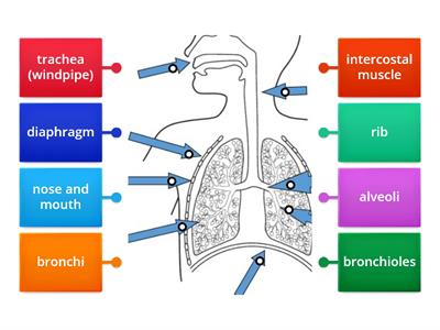 Label the breathing system