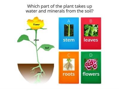  Parts of a plant