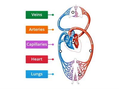 Circulatory system (INT/ADV)