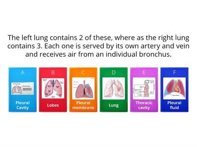 Lung Structure and Function quiz