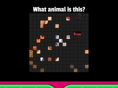Animals - Image Revealing