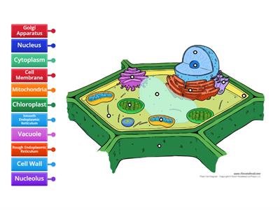 Plant Cell - Label Organelles