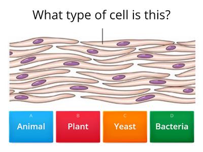 Cells Quiz KS3
