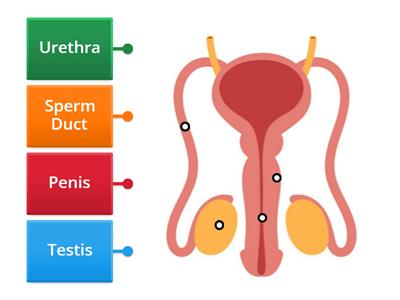 Male Reproductive System