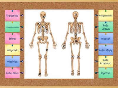 Układ ruchu - szkielet człowieka