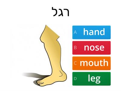  body parts-אברי גוף 