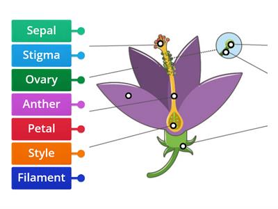 Parts of a flower