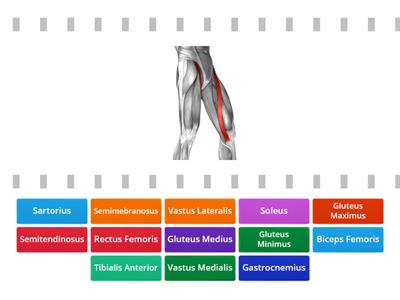 Muscles of the Lower Body