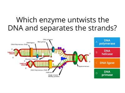 Nucleic acid structure & DNA replication