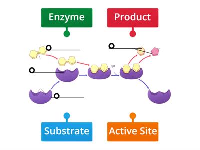 Enzyme-Substrate-Complex Labelled Diagram