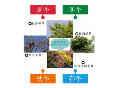 台灣欒樹的四季變化