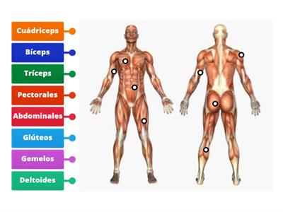 Músculos del cuerpo humano