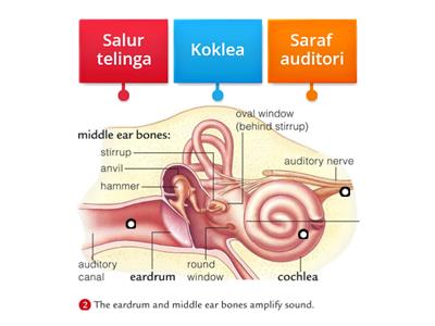 Sains Tingkatan 3 : Deria Pendengaran