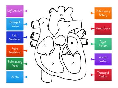 Structure of a Heart