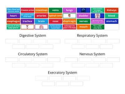 S8 Human Body Systems