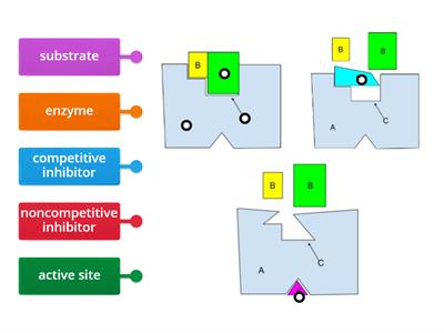 Ch. 06 - Enzyme Substrate Complex