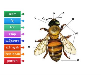 Melyek a rovarok főbb testrészei?  