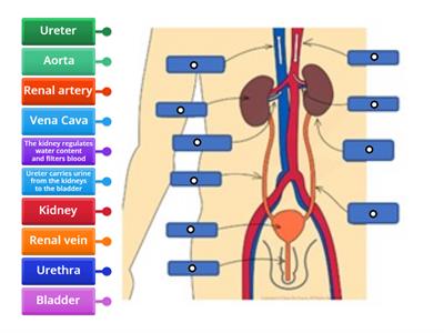 CAX KS5 Macro structure of the kidney diagram 