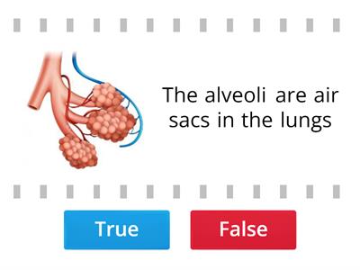 Adaptations of the Alveoli for gas exchange