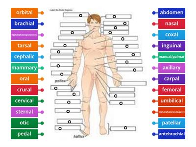 Anatomical Terms(anterior/ventral)