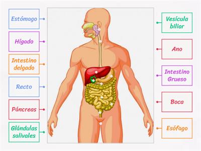 Juego Partes del Aparato Digestivo