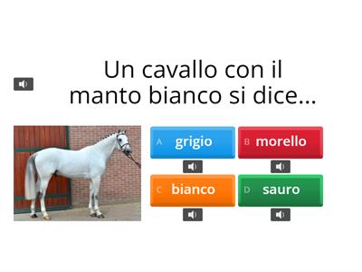 equitazione