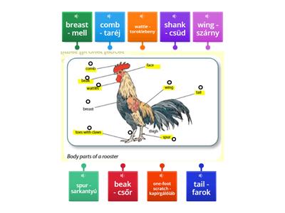 Chicken/Science Book 5