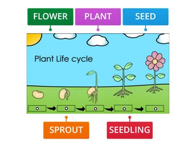 Plant Life Cycle