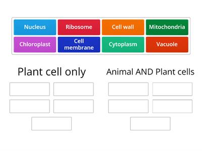 Compare animal and plant cells