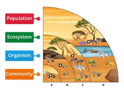 Ecological Levels Diagram