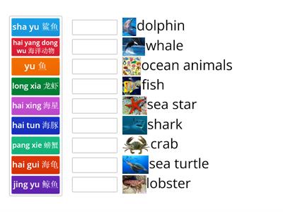Ocean Animals 海洋动物 (hai yang dong wu)