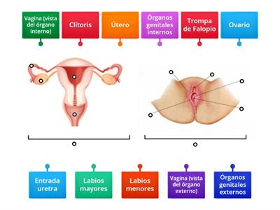 1°B Anatomía del aparato reproductor femenino 