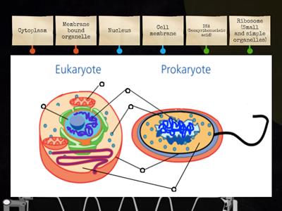 Prokaryote and Eukaryote Structures of Cells Diagram
