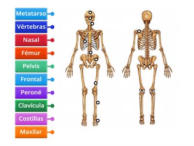 Los huesos del esqueleto