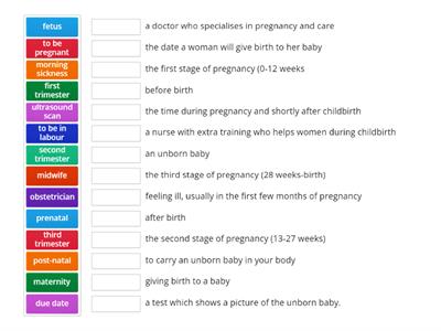 Pregnancy Vocabulary